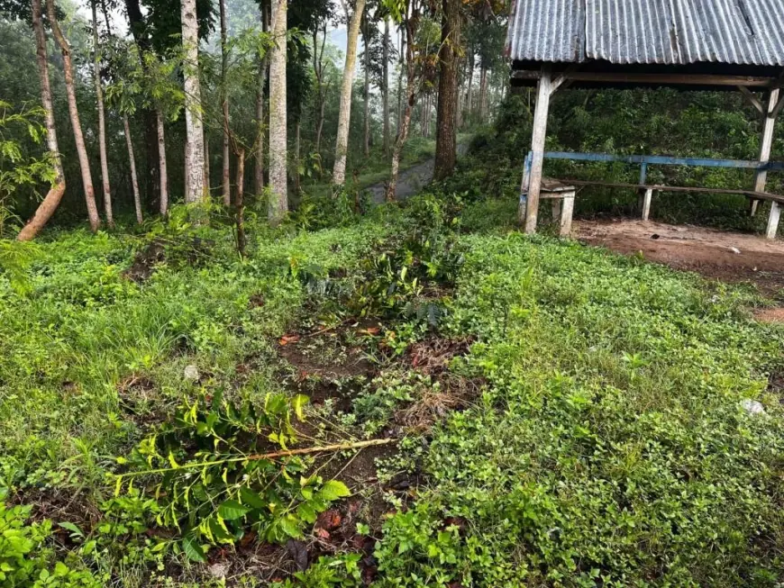 Lagi! 18 Ribu Pohon Kopi di Kaligedang Ijen Bondowoso Ditebang OTK