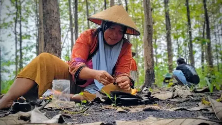 Entung Jati di Ngawi Jadi Rebutan dan Daging Musiman Bernilai Jual Tinggi