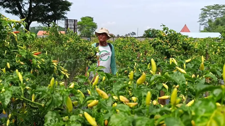 Harga Cabai Rawit di Tingkat Petani Blitar Anjlok, Hanya Rp15 Ribu Per Kilogram