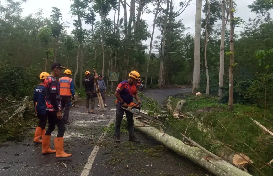 Angin Kencang di Ijen Bondowoso Robohkan Pohon dan Tiang Listrik, Akses Jalan Sempat Tertutup
