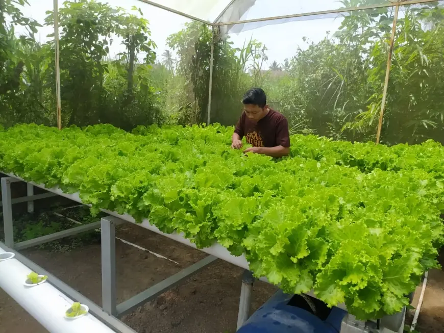 Dari Selada Menuju Harapan Baru, Ketika Dapur MBG Hidupkan Petani Hidroponik Bondowoso