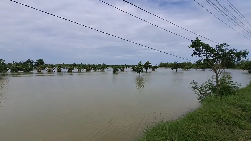 Gagal Tanam, Petani di Gresik Merugi Akibat Banjir