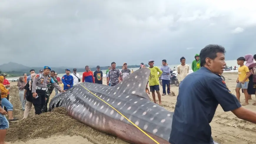 Hiu Tutul Sepanjang 8,5 Meter Terdampar Mati di Pantai Bayem Tulungagung, Langsung Dikubur di Lokasi