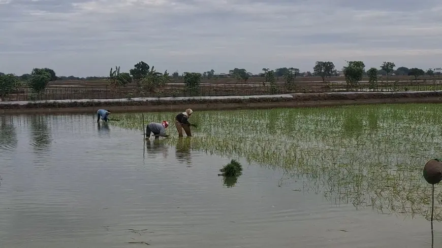 Petani di Gresik Gagal Tanam dan Merugi Akibat Cuaca Buruk