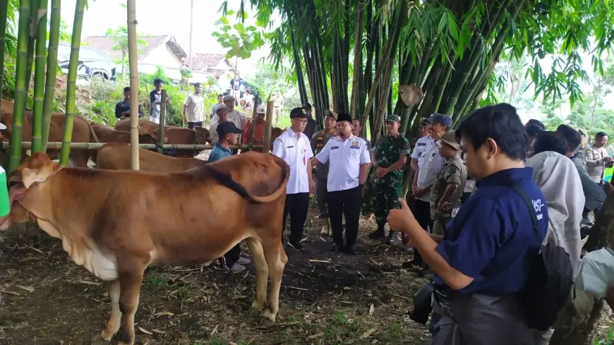 Antisipasi Penyakit Ternak, Disnakkan Bondowoso Gencar Gelar Pengobatan Massal
