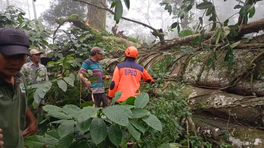 Akses Warga Sempat Terblokir, Pohon Setinggi 30 Meter Tumbang di Lawang Malang