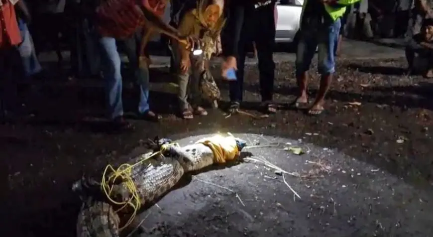 Buaya Muara 2,5 Meter Ditangkap Warga Cakru Kencong Jember, 39 Telur Ikut Diamankan
