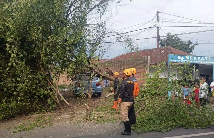 Cuaca Ekstrem Terjang Bondowoso, Pohon Kersen Tumbang Timpa Kabel dan Mobil