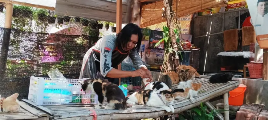 Warga Kediri Dirikan Penampungan Sederhana untuk Rawat Ratusan Kucing Liar yang Diabaikan