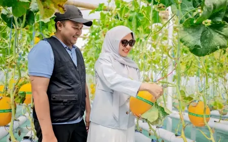 Panen Melon Hidroponik di Pandaan, Bupati Pasuruan Dorong BUMDes Kelola Pertanian dengan Prinsip Bisnis