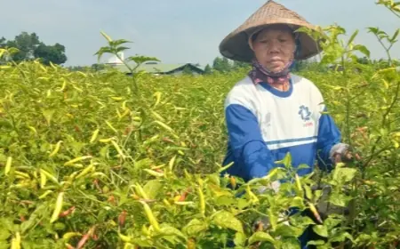 Cuaca Ekstrem Picu Penurunan Panen Cabai di Jombang, Harga Tinggi Beri Harapan