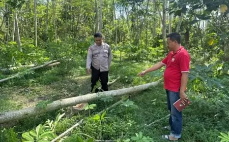 Jual Sengon di Lahan Milik Orang, Dua Warga Kedung Langkap Jember Ditangkap Polisi