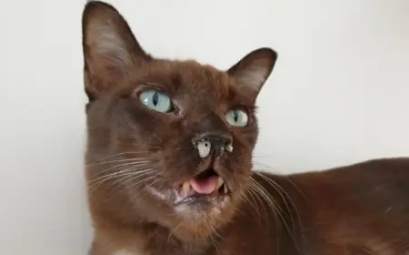 Perhatikan Kucing Anda, Kenali Virus Calici, Mulai Gejala, Pengobatan, dan Pencegahannya