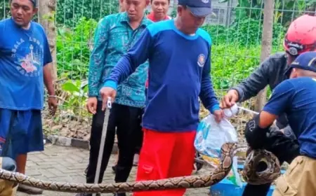 Lebih dari 2.300 Insiden, Evakuasi Hewan Dominasi Tugas Damkar Surabaya di Tahun 2025