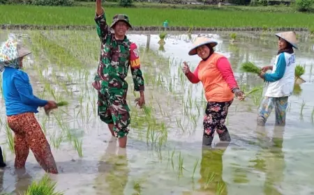 Tentara di Jombang Turun ke Sawah Tanam Padi Bareng Warga
