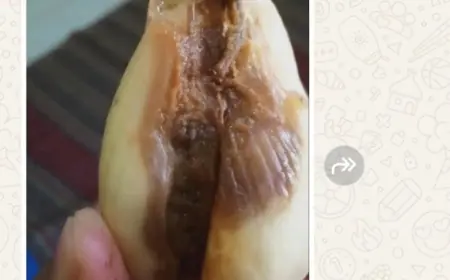 Program MBG di Jombang Terancam Gagal Penuhi Gizi, Makanan Busuk Dikeluhkan Wali Murid