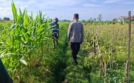 Tiga Ekor Sapi Raib Saat Dini Hari, Kerugian Peternak di Wonodadi Blitar Tembus Rp40 Juta