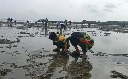 Lestarikan Tradisi Nelayan, Pelajar di Gresik Berlomba Mencari Kerang di Pesisir