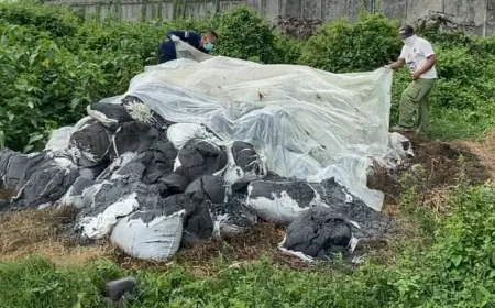 105 Ton Limbah B3 di Mojokerto Ditarget Tuntas Sebelum Tahun Berganti, Diduga dari Jombang
