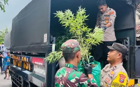 Rumah Kontrakan di Jombang Jadi Tempat Budidaya Ganja Teknik Indoor, Tetangga Tak Curiga