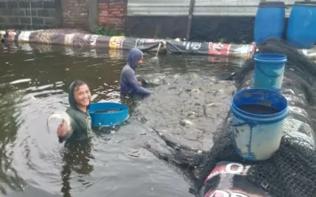 Permintaan Melonjak Menjelang Nataru, Pembudidaya Ikan Patin di Jombang Raup Untung