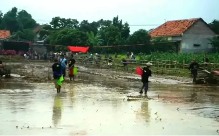 Balapan Sapi Jepang, Tradisi Unik Petani Probolinggo Jaga Kearifan Lokal
