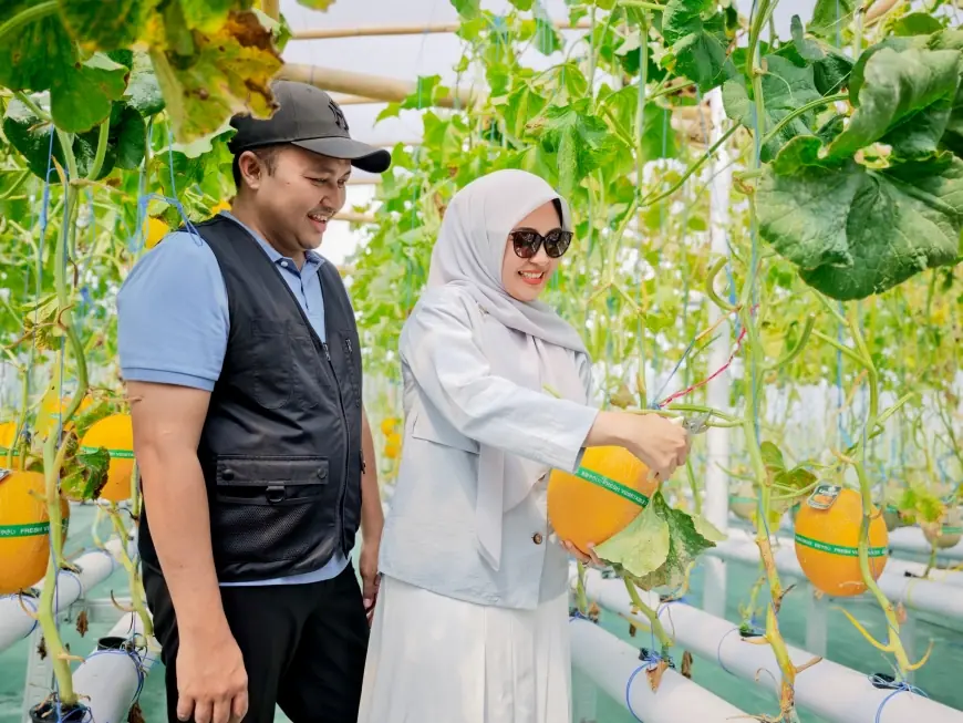 Panen Melon Hidroponik di Pandaan, Bupati Pasuruan Dorong BUMDes Kelola Pertanian dengan Prinsip Bisnis