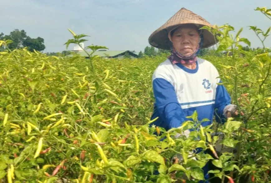 Cuaca Ekstrem Picu Penurunan Panen Cabai di Jombang, Harga Tinggi Beri Harapan