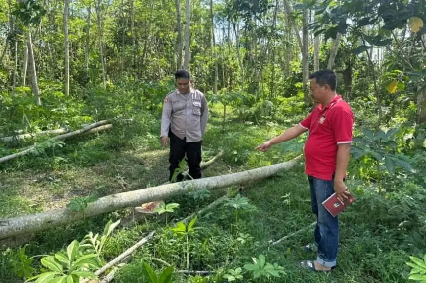 Jual Sengon di Lahan Milik Orang, Dua Warga Kedung Langkap Jember Ditangkap Polisi