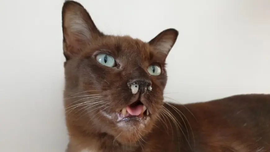 Perhatikan Kucing Anda, Kenali Virus Calici, Mulai Gejala, Pengobatan, dan Pencegahannya