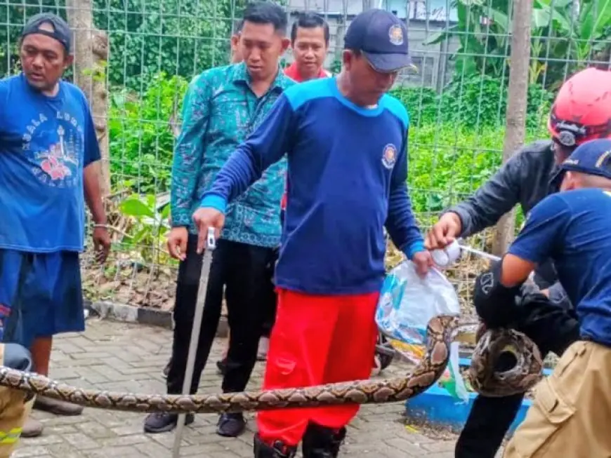 Lebih dari 2.300 Insiden, Evakuasi Hewan Dominasi Tugas Damkar Surabaya di Tahun 2025