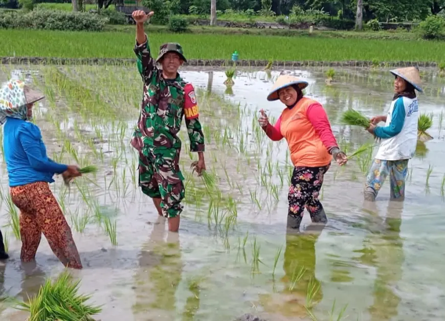 Tentara di Jombang Turun ke Sawah Tanam Padi Bareng Warga
