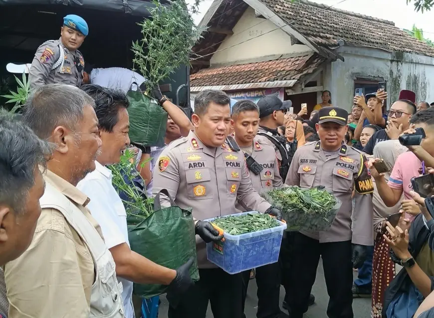 Budidaya Ganja Teknik Indoor Senilai Rp600 Juta di Jombang Dibongkar Polisi