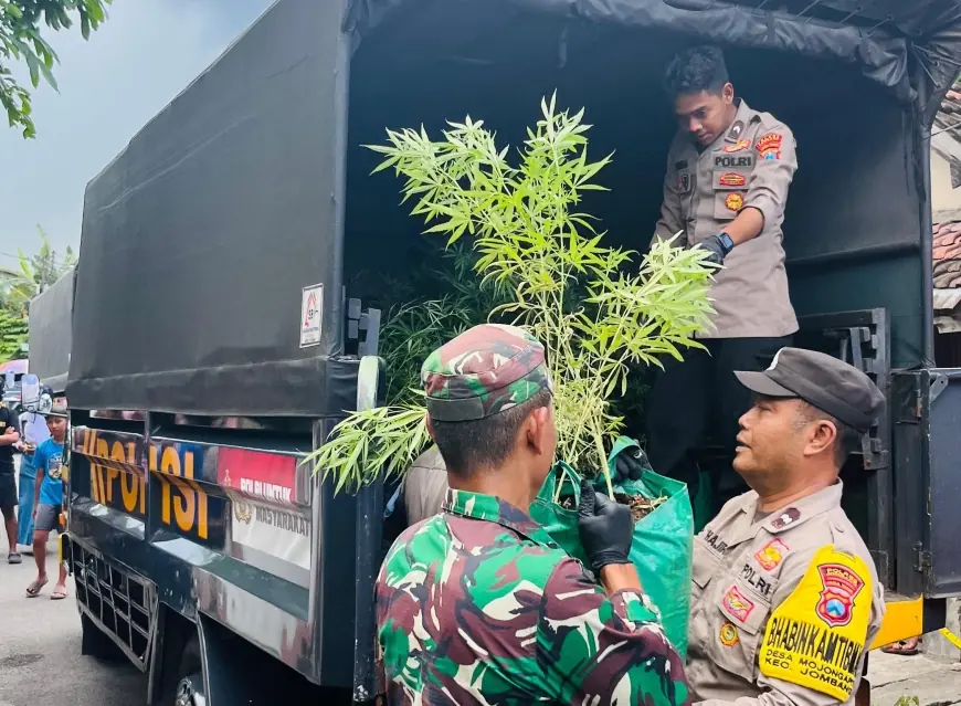 Rumah Kontrakan di Jombang Jadi Tempat Budidaya Ganja Teknik Indoor, Tetangga Tak Curiga