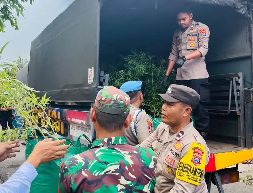 Rumah Kontrakan Disulap Jadi Kebun Ganja Indoor di Jombang, Kades Ungkap Tak Ada Lapor Izin Tinggal