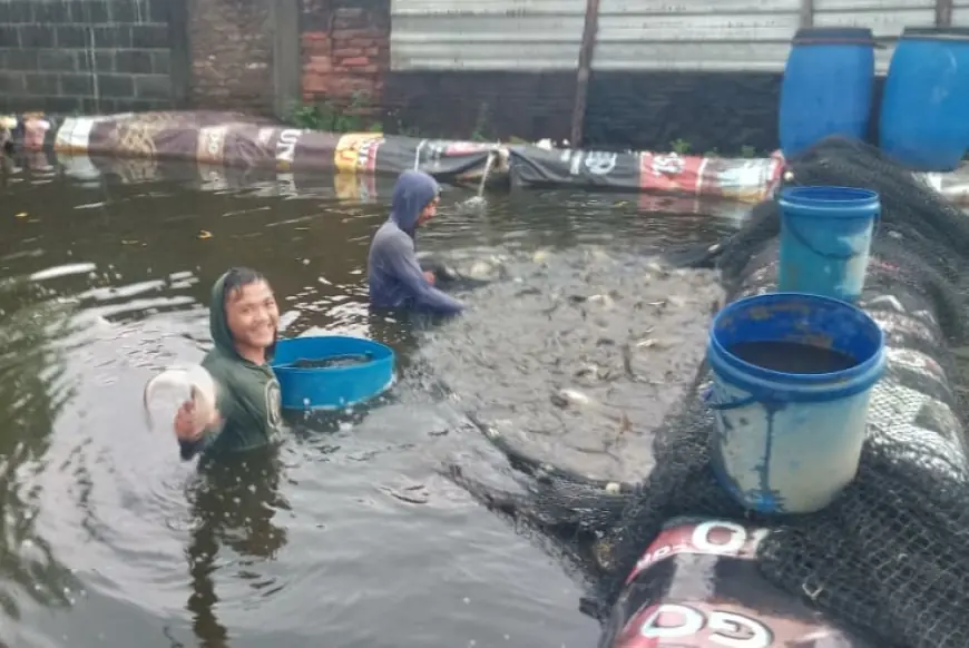 Permintaan Melonjak Menjelang Nataru, Pembudidaya Ikan Patin di Jombang Raup Untung