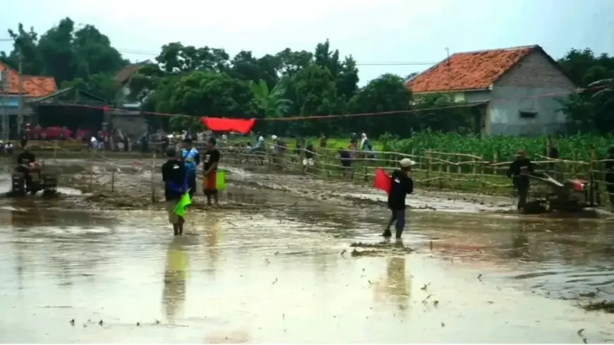 Balapan Sapi Jepang, Tradisi Unik Petani Probolinggo Jaga Kearifan Lokal