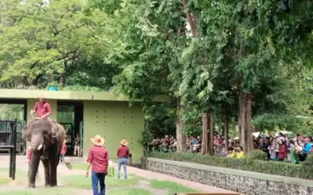 Puluhan Ribu Pengunjung Serbu Kebun Binatang Surabaya di Hari Pertama 2026