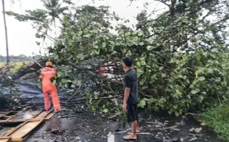 Cuaca Ekstrem Robohkan Dua Pohon di Kepanjen, Warung Rusak dan Lalin Sempat Lumpuh