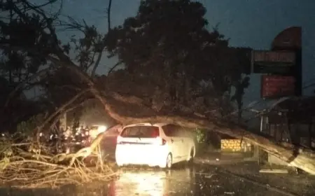 Hujan Deras dan Angin Kencang di Tulungagung, Pohon Besar Tumbang Timpa Mobil, Lalu Lintas Sempat Macet