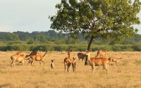 Taman Nasional Baluran, “Afrika van Java” di Ujung Timur Pulau Jawa