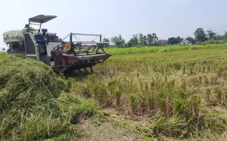Luasan Tanam Pertanian Meningkat, Produksi Beras di Gresik Surplus 162 Ton