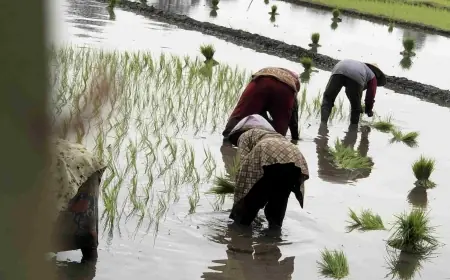 Sengkarut Pupuk Subsidi Jombang, Nama Petani Mendadak Hilang dari RDKK