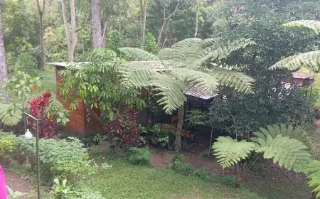 Dari Mimpi Pendaki Jadi Hidden Gem : Kampnh Coffee & Space Hadirkan Sensasi Ngopi di Hutan Pinus Lereng Kelud