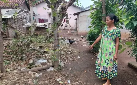 Lengah Siang Hari, Sapi Milik Warga Probolinggo Dicuri