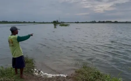 17 Hektare Sawah di Jombang Terendam Banjir, Petani Terancam Rugi Puluhan Juta