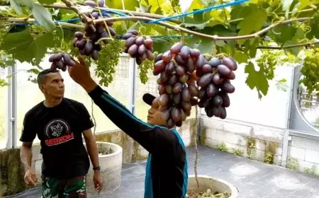 Lahan Tidur di Tengah Kota Jember Disulap Jadi Kebun Anggur Produktif dan Edukatif
