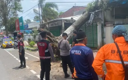 Belasan Pohon Tumbang di Bondowoso Sebabkan Kerusakan Bangunan, Masyarakat Harus Waspada