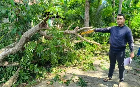 Pemotor Tewas Tertimpa Pohon Mahoni di Gandusari Trenggalek