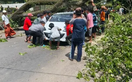 Cuaca Ekstrem di Bululawang Malang, Pohon Tumbang Timpa Mobil dan Kabel Listrik